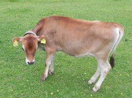 Bovini al pascolo a Malga Canali (34973 bytes)